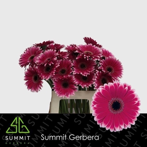 Gerbera Nuance Water X40 Lang