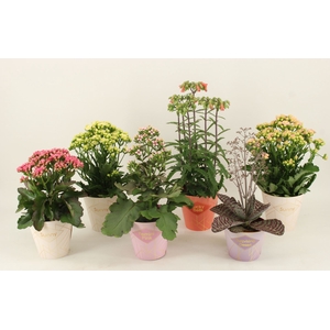 Kalanchoe Veranda