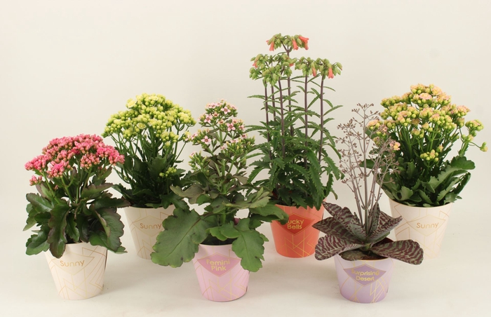 <h4>Kalanchoe Veranda</h4>