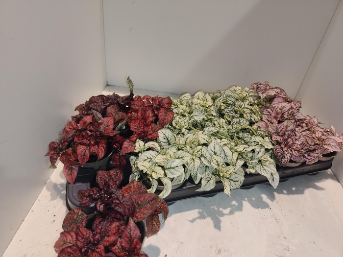 <h4>HYPOEST GEM</h4>