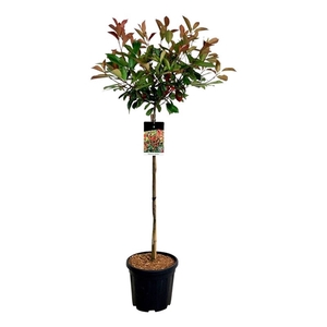 Photinia fraseri 'Red Robin'