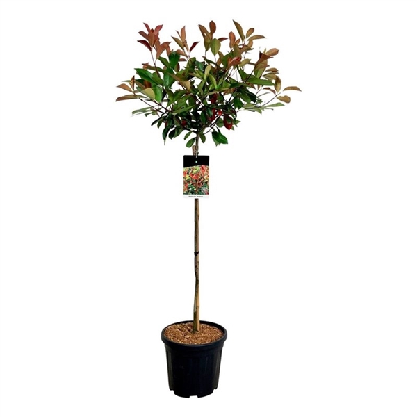<h4>Photinia fraseri 'Red Robin'</h4>