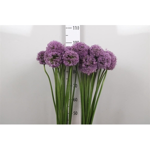 Allium Gladiator