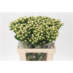 Hyp Magical Snowprince