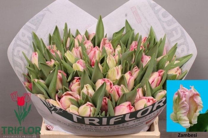 <h4>Tulipa pa zambesi</h4>