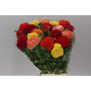 Celosia C Mixed In The Bunch