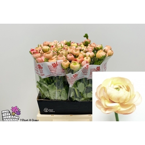 Ran Dolcevit Salmone