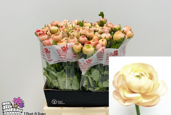 <h4>RAN DOLCEVIT SALMONE</h4>