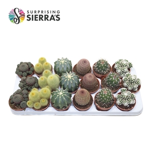 Sierra's® - Santiago Cactus Mix (Deluxe)