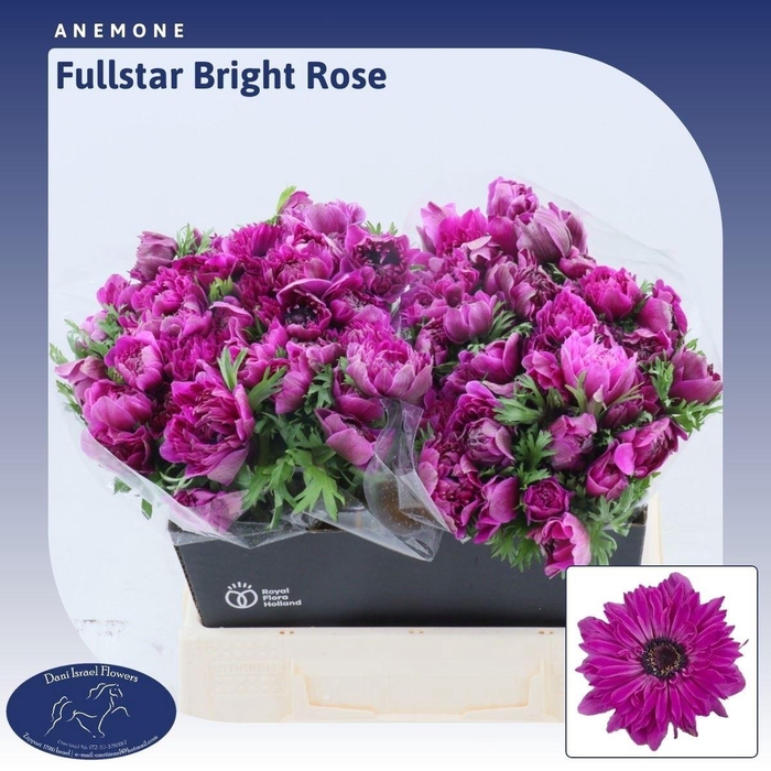 <h4>ANEM CO FSTAR B ROSE</h4>