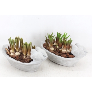 arr4 Muscari JS - Vogel ovaal small x3