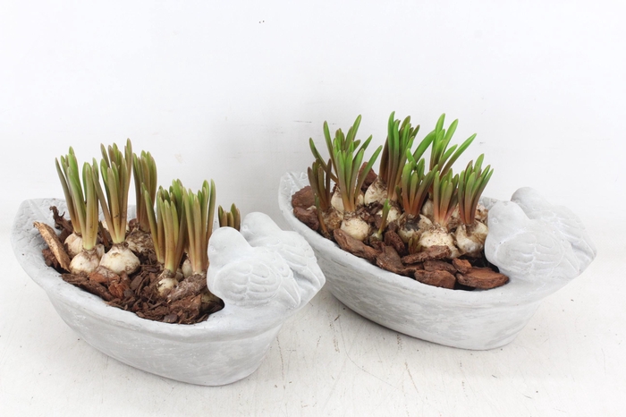 <h4>arr4 Muscari JS - Vogel ovaal small x3</h4>