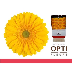 Gerbera Submarine Diamond