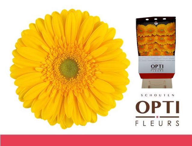 <h4>Gerbera Submarine Diamond</h4>