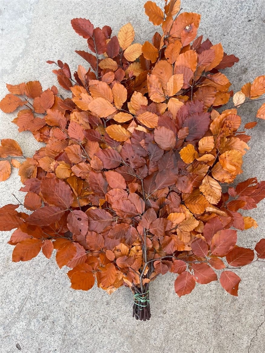 <h4>Dec. Fagus Preserved Orange 150gr</h4>