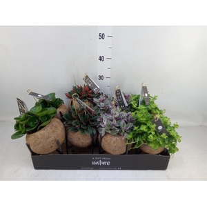 Planten Groen   ...mix  3