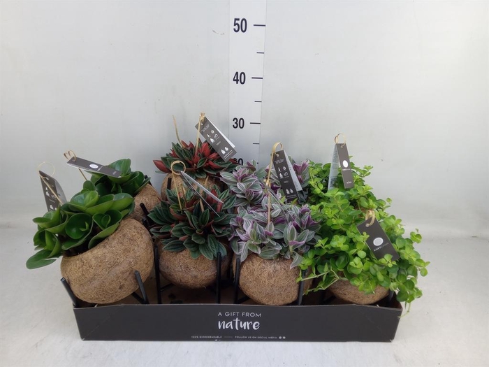 <h4>Planten Groen   ...mix  3</h4>