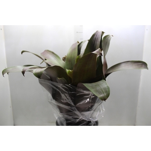 BROMELIA IMPERIAL P27 VERMELHO