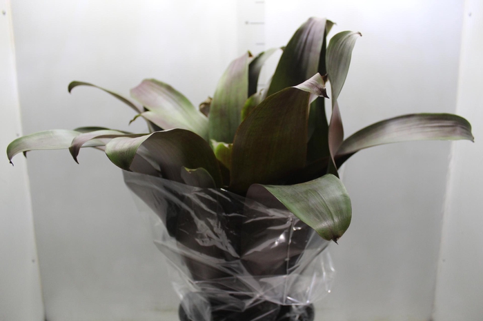 <h4>BROMELIA IMPERIAL P27 VERMELHO</h4>