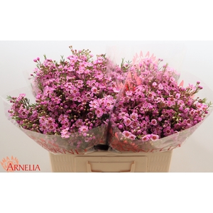 Chamelaucium 'Niek's Pride'
