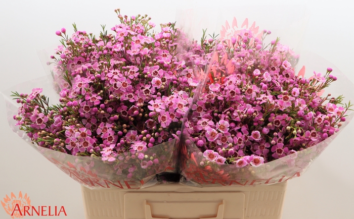 <h4>Chamelaucium 'Niek's Pride'</h4>