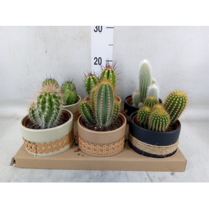 Cactus   ...
