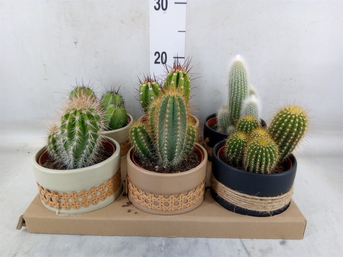 <h4>Cactus   ...</h4>