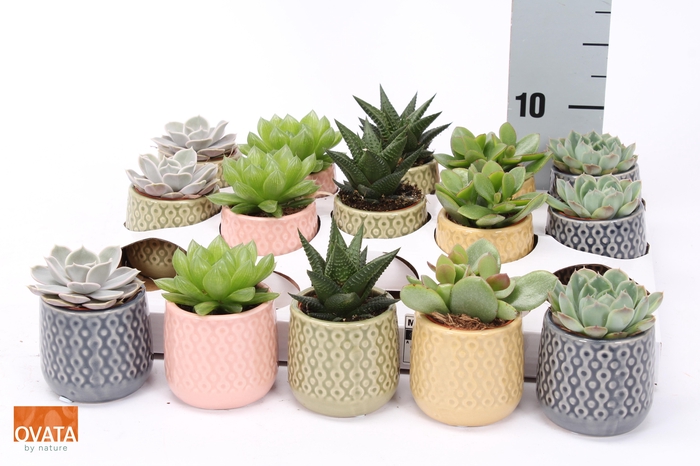 <h4>SUCC GEM 5 SRT</h4>