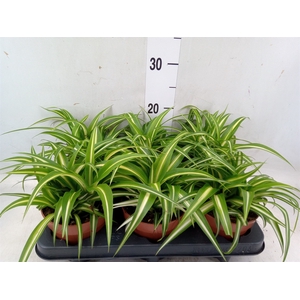 Chlorophytum com. 'Variegatum'