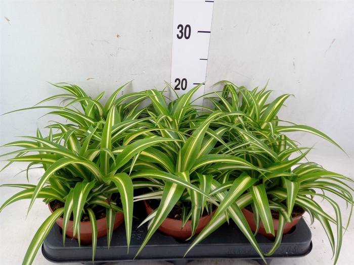 <h4>Chlorophytum com. 'Variegatum'</h4>