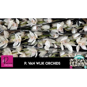 Cymb T Mrs White Crystal