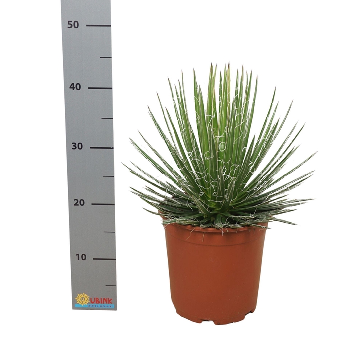 <h4>Agave filifera</h4>