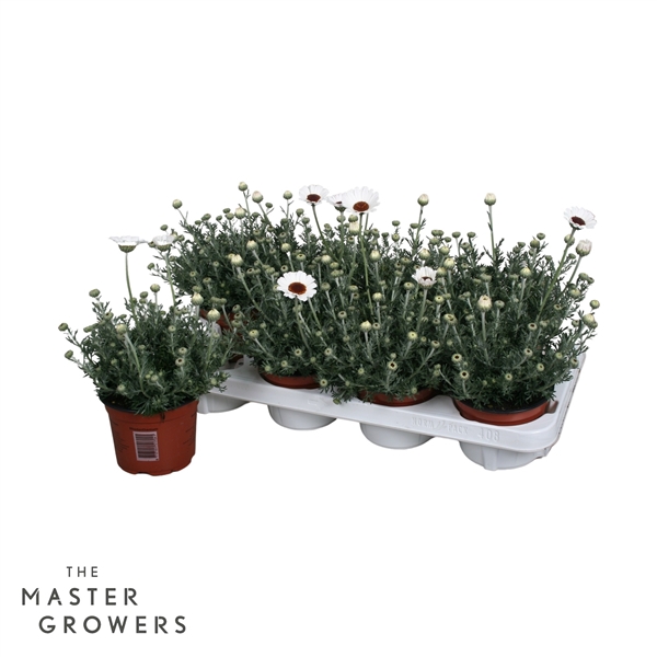 <h4>Rhodanthemum Casablanca</h4>