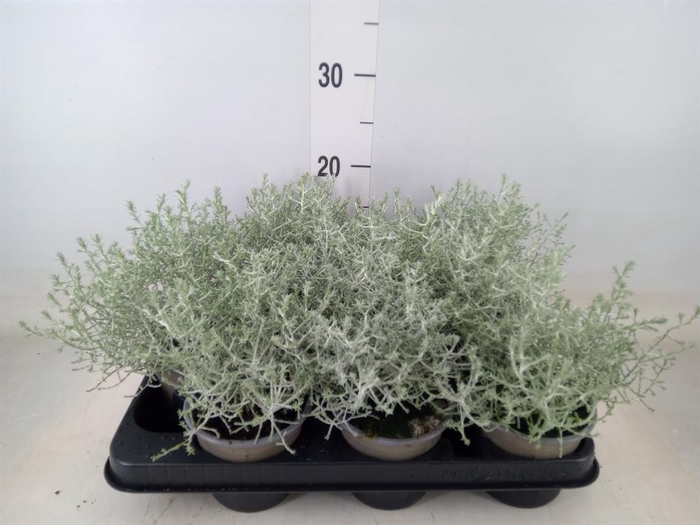 <h4>Leucophyta brownii</h4>