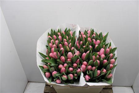 <h4>Tu En Tresor</h4>