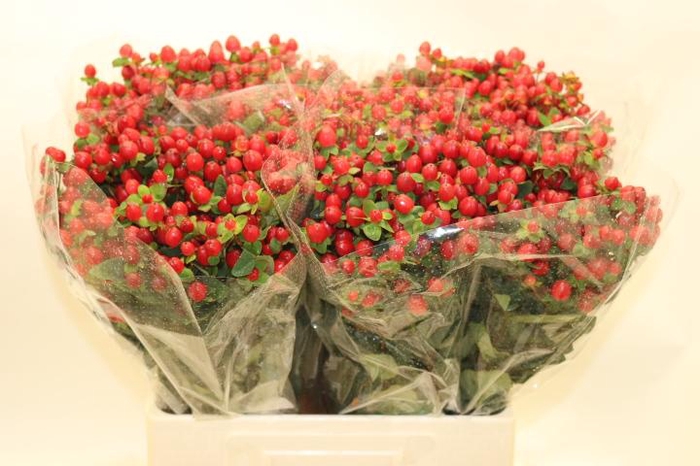 <h4>HYP MAG TRIUMPH</h4>