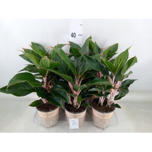 Aglaonema   ...