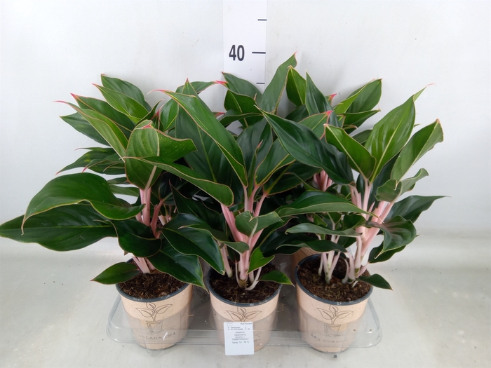 <h4>Aglaonema   ...</h4>