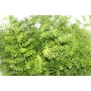 FOLHAGEM ASPARGO ALFINETE