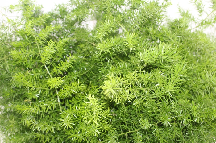 <h4>FOLHAGEM ASPARGO ALFINETE</h4>