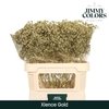 Gyps Grof. Mtlc Gold