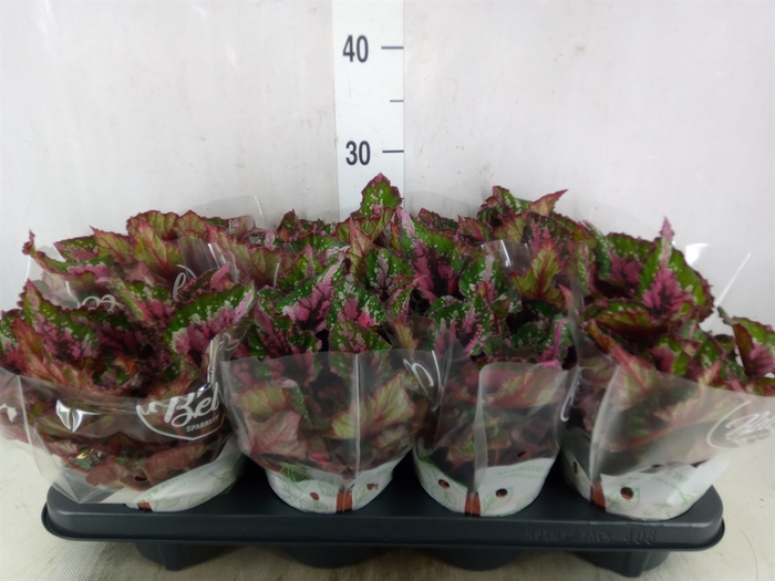 <h4>Begonia BD 'Beleaf Alaska Creek'</h4>