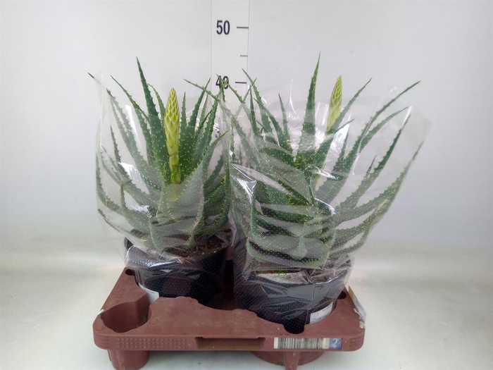 <h4>Aloe arborescens</h4>