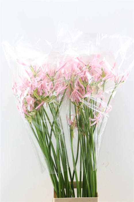 Nerine Bo Sofie