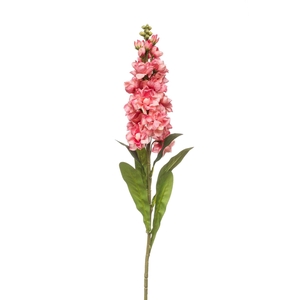Matthiola spray coral 80cm
