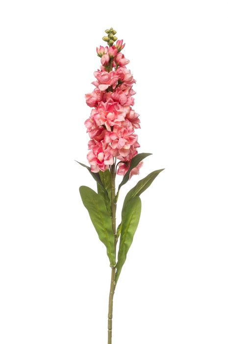 <h4>Matthiola spray coral 80cm</h4>