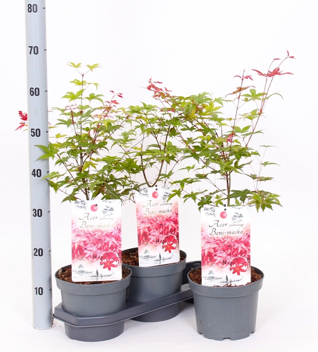 <h4>ACER PA BENI-MAIKO</h4>