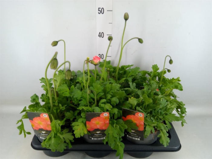 <h4>Papaver   ...</h4>