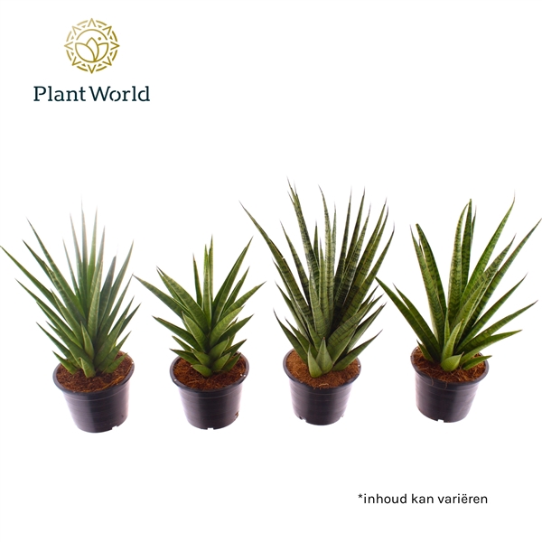 <h4>Sansevieria mix</h4>