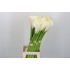 Zantedeschia Eydolls White